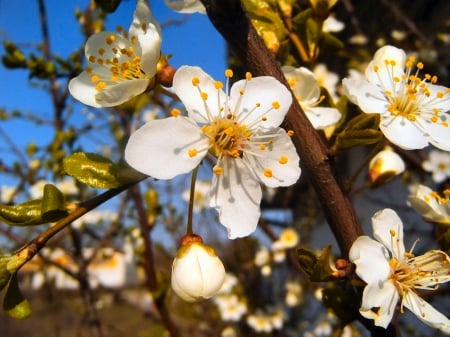 Spring tree - pretty, branches, blossoms, beautiful, fragrance, spring, blooming, tree, flowering, scent, nice