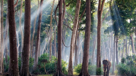 asian elephant in a magical forest - elephant, fog, trunks, forest, tall