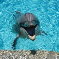 Dolphin