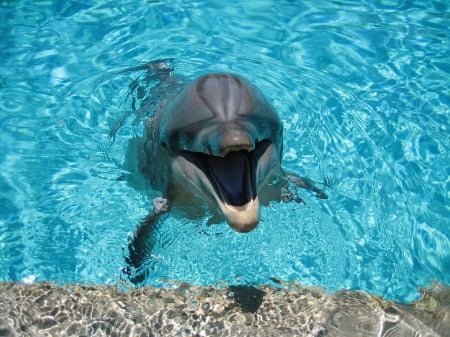 Dolphin - Animals, Water, Dolphin, Animal, Dolphins