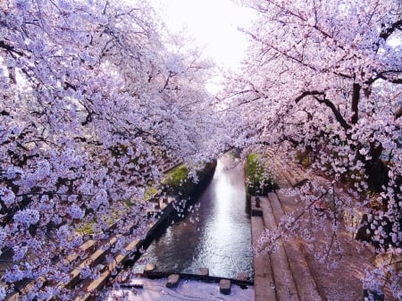 Spring trees - trees, branches, blossoms, water, fragrance, spring, blooming, flowering, scent, canal