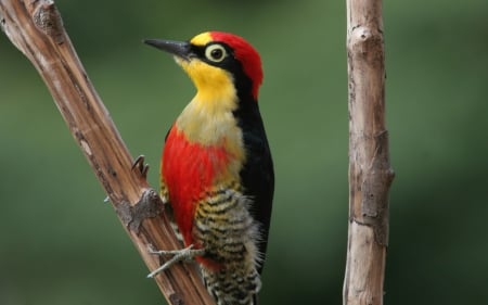 Woodpecker - black, bire, yellow, red, feather, woodpecker