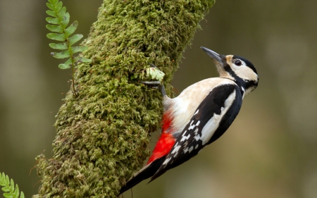 Woodpecker - feather, red, forest, black, bird, woodpecker, white, tree, green