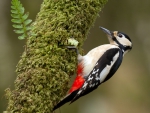 Woodpecker