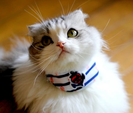 FLUFFY KITTY - face, fluffy, adorable, cat, collar