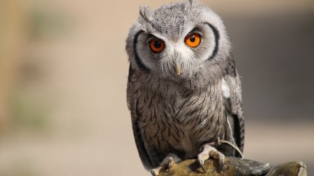 Owl - grey, eyes, feather, orange, owl, cute, bird