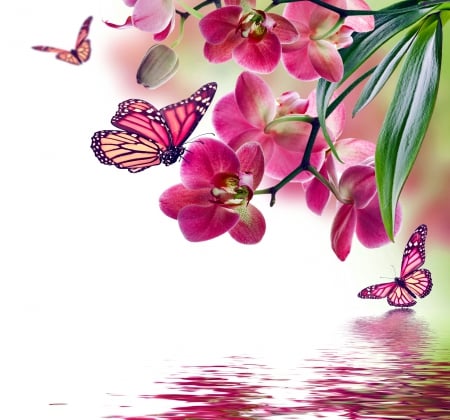 Flowers & Butterflies - reflection, orchid, water, blossom, flowers, spring, butterflies