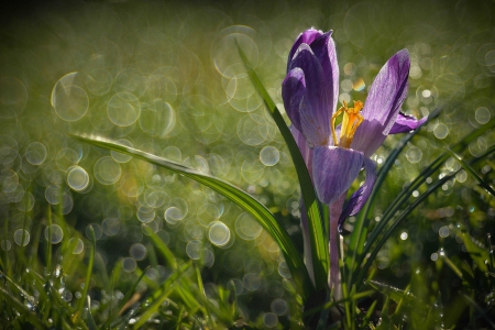 Simply Beautiful - drops, petals, bokeh, beautiful, splendor, flowers, nature, grass