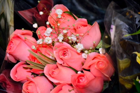 Pink Posies - roses, pink roses, Pink Posies, pink flowers, pink