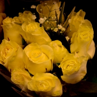 Yellow Roses