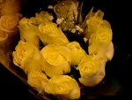 Yellow Roses