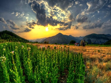 Sunset - clouds, splendor, landscape, grass, flowers, sunset, nature, mpuntains, field, sun, sky