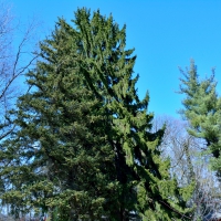 Beautiful Blue Sky Trees