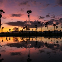 fantastic tall palm trees at sunset