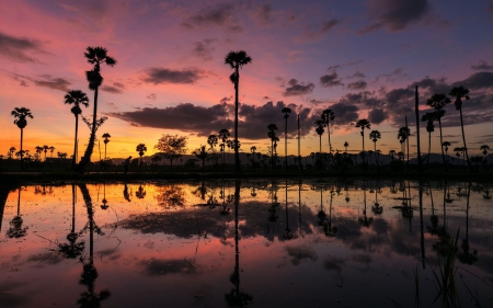 fantastic tall palm trees at sunset - lake, sunset, trees, reflection