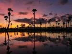 fantastic tall palm trees at sunset