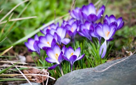 Spring is Here - flowers, spring, nature, crocus