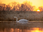 Swan at Sunset