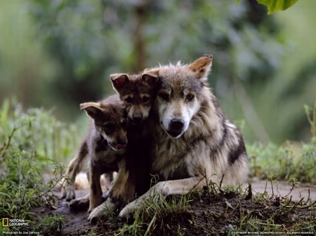 mother wolf - abstract, wolf, quotes, black, grey, white, animal, canis lupus, howling wolf, arctic