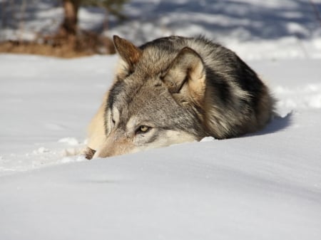 snow wolf - abstract, wolf, quotes, black, grey, white, animal, canis lupus, howling wolf, arctic