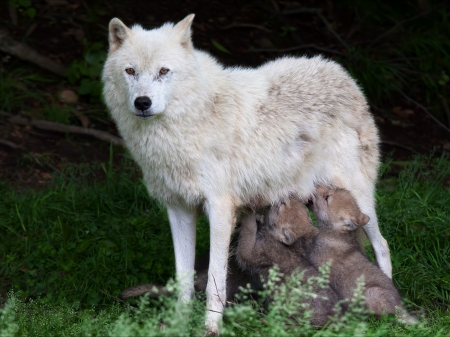 mother wolf - black, quotes, wolf, white, howling wolf, abstract, grey, animal, arctic, canis lupus