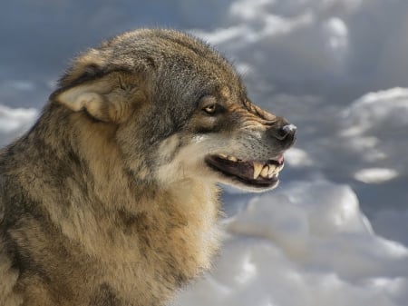 angry - black, quotes, wolf, white, howling wolf, abstract, grey, animal, arctic, canis lupus