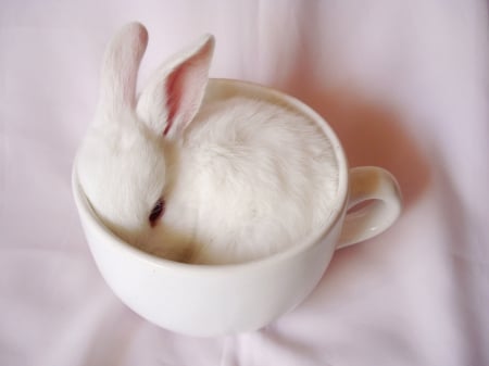 white cup with rabbit - redeyed, fuzz, inside, small, hides