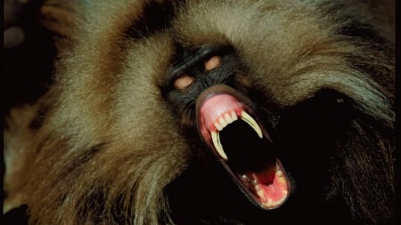 baboon male - fangs, agressive, mane, rage