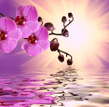 Orchid Flowers - purple, reflection, beautiful, orchid, water, flowers