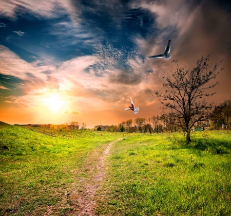 Sunset - nature, sky, evening, summer, field, sunset, grass, birds