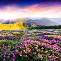 Rhododendron flowers in the mountains