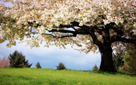 Blossom Flower Tree - sky, trees flowers blossoms, grass, spring