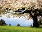 Blossom Flower Tree