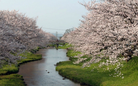 Japan Cherry Blossoms - season, landscape, japan, blossoms, cherry, flowered trees, spring