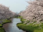 Japan Cherry Blossoms