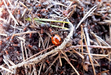 Ladybird in ant-hill. - nature, animals, other, spring