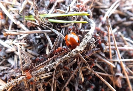 Ladybird in ant-hill. - nature, animals, other, spring