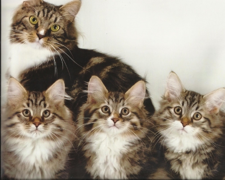 A cat family - cute, paws, kitten, cat