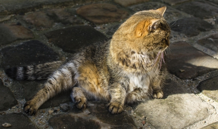 Cat - sleeping, cat face, hat, cat, kitty, animals, lovely, kitten, paws, face, pretty, cats, beautiful, cute