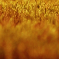 Fields of gold