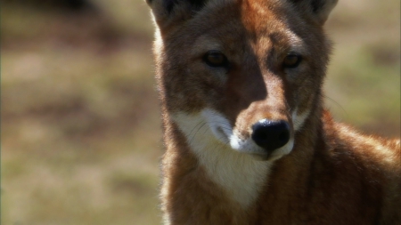 Ethiopian Wolf - wolf, predator, closeup, beautiful, ethiopian wolf