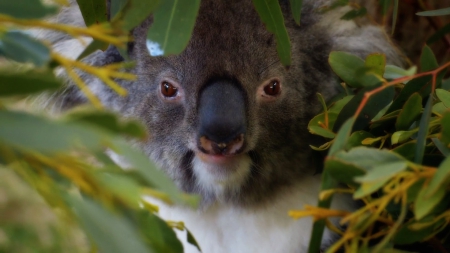 Koala - koala bear, outback, bear, koala, austrilia, cute