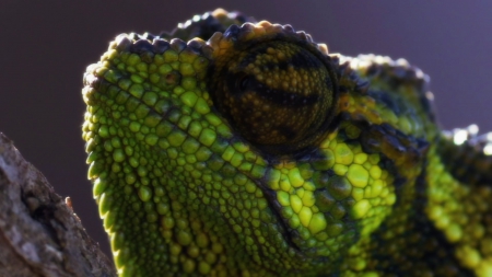 Chameleon - lizzard, reptile, chameleon, eyes, green