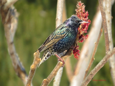 Pretty on his Perch - bird, colorful, trees, animal, nature, spring