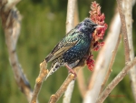 Pretty on his Perch