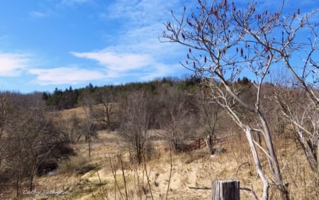 Sunny Spring Day In The Field - hill, nature, spring, grass, field, farm, tree