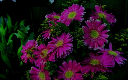 Beautiful flowers - flowers, petals, pink, bloom