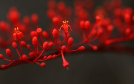 Red - flower, branch, red, spring