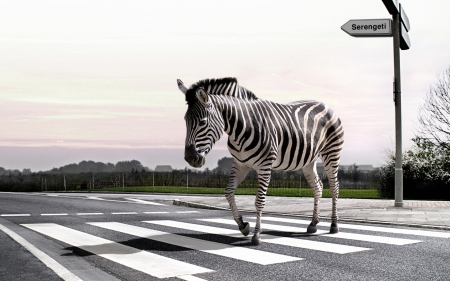 Zebras - street, zebra, animal, funny, road