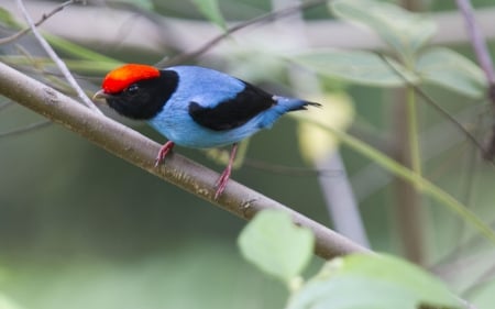 Tangara - feather, red, tangara, bird, black, branch, blue